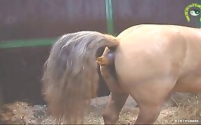 horse porn videos, animal sex porn