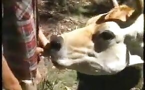 dicas guns of glory - animals, freak having sex with animal