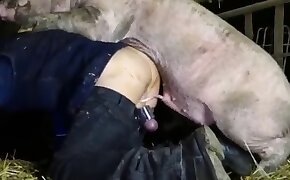Vídeo boa foda de morena novinha transando - sex with pig, beastiality sex free videos
